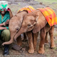 kp6.Wrapped in Love: The Essential Blankets Nurturing Orphaned Baby Elephants.