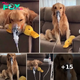 Golden Retriever Defies Instincts: Embracing Oxygen Mask Amid Grave Illness