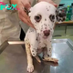 kp6.Destiny Rewritten: Dalmatian Rescued from Dog meаt Trade Finds Hope and Undergoes Inspiring Transformation.