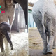 kp6.”A Joyous Milestone: The First African Elephant Calf Born at the Animal Park”