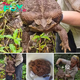 Revealing a giant toad comparable in size to a newborn, found in Australia