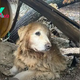 nht.Amidst tears of elation, a dog, chained near a cliff for a decade, is overcome with gratitude and wonder as kindness envelops him upon his long-awaited rescue. ‎