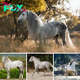 Andalusian horse: elegance, power and Spanish heritage