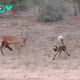 Emotional Battle: Injured Impala’s Desperate Fight for Survival Against a Pack of Hungry Wild Dogs in Harrowing Scene