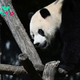 Coming to America: What We Know About Giant Pandas Arriving in the U.S.