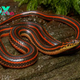 f.4-foot-long rain snake discovered in Florida forest after 50 years.f