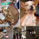 “Eyes of Despair: The Emaciated Mother Dog’s Heartfelt Plea for Her Pup’s Life and Hope”