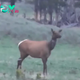 Heartbreaking Scene: Yellowstone Black Bear Savagely Mauls Elk Calf While Desperate Mother Elk Watches Helplessly From a Distance