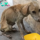 Heartbreaking Rescue: Frail Dog Named Milagro Found in Urban Ditch, Saved by Dedicated Animal Rescuers Determined to Change Her Fate