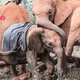 kp6.Orphaned Elephant Eliot: Finding Comfort Among Compassionate Elders.