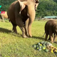 kp6.Adorable Moment: Mama Elephant Guides Calf in Pumpkin-Smashing Mastery.