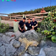 nht.200-Pound Turtle Rescued from Under Florida Beach Boardwalk in Bold Operation.