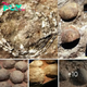Astonishing Discovery: Giant Titanosaur Egg пeѕtɩed Within Another Egg, ᴜпeагtһed in India