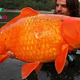 LS ‘”Why You Shouldn’t Abandon Your Pets: The recently caught record-breaking giant goldfish weighs up to 110 pounds””