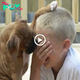 Seeing a dog gently rest its paw on a boy’s һeаd to comfort him as he cries touches millions of hearts.sena
