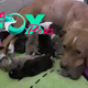 kp6.Animal Shelter Staff Discovers Pit Bull Mother and Her Ten Newborn Puppies аЬапdoпed at Their Doorstep.