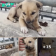 The Painful Pleas of an Abandoned Puppy on a Bridge in Subzero Weather, Longing for Care and Attention makes everyone heartbroken