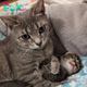 AK With a cozy space for her kittens, the cat began to unwind and gain confidence, showing how a safe environment can transform lives.