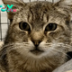 Gimme’ Shelter:  Feivel, here! – Providence Animal Control Center