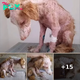 In the end, she was dumped on the street, emaciated and sunburned by the 40-degree heat. Cry in despair.