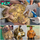 Remarkable Rescue: Sea Turtles Protected from Oyster Hazards in Incredible Intervention Captured on Video