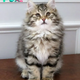 SOT.”Meet Katty: The Beautiful Furry Cat Taking Instagram by Storm”.SOT