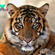 Exploring the Majestic Tiger: A Fascinating Portrait of Nature’s Apex Predator H16