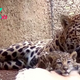 SA.**Fort Worth Zoo introduces tiger cubs: Adorable video introduces cute new member**.SA