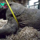 kp6.Brave Acts of Compassion: Firefighters’ Tender гeѕсᴜe of Elephant in Distress.