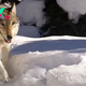 'She is so old': One-eyed wolf in Yellowstone defies odds by having 10th litter of pups in 11 years
