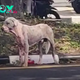 Shivering with heat and shivering from the cold, an exposed hairless dog is rescued from a gas station, evoking a mix of relief and deep empathy