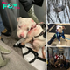 Lamz.A Brush with Death: Frozen Under a Thick Layer of Snow, the Faint Outline of a Struggling Dog Caught the Eye of a Passerby. This Fortunate Encounter Led to the Dog’s Rescue and a New Loving Home.