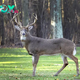 “Dancing with Nature: The Enigmatic Elegance of Deer”H12