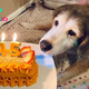 nht.Tears of joy when celebrating the first birthday with a cake after 15 years of waiting ‎