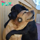 LS ,”Touching Reunion: Two Dogs Hug After 8 Months Apart, Moving Onlookers Deeply”