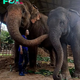 kp6.Embracing Freedom: Young Elephant Liberated from Circus Captivity.