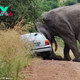 kp6.Visitors in ѕһoсk as Elephant Flips Car at South African Safari Park.