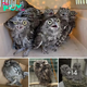 Ever Never Seen! Priceless Reaction: Rescued Owls Astonished to Land in Their Beloved Sanctuary