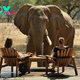 kp6.An Unforgettable Meeting: Curious Elephant Visits Tourist Lodge for a Friendly Greeting.