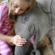 kp6.Gentle Giants at Rest: The Enchanting Beauty of Elephants’ Sleep.