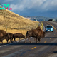 83-Year-Old Woman Seriously Injured After Goring by Bison at Yellowstone National Park