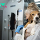 Company That Bred Beagles for Research Pleads Guilty to Neglect, Ordered to Pay $35M