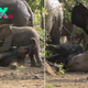 kp6.Heartfelt fагeweɩɩ: Elephants Embrace Joyful Calves in Kruger National Park Sendoff.