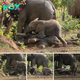 Observe as an elephant interrupts playful calves at Kruger National Park.sena