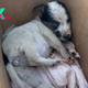 LS .”The abandoned puppy wouldn’t stop crying after a stranger gave her to local kids.”