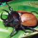 Beetles: The Diverse and Fascinating Insects of the World H14