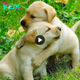 Lamz.Online Enchantment: Adorable Puppy Melts Hearts Across the Web with Irresistible Charm