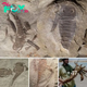 Discover the clearest fossil of giant Eurypterid that lived more than 4 million years ago