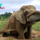 kp6.Sunlit Summer Days Delight Elephants at Tennessee Sanctuary.