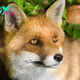 The Intriguing World of Foxes: Intelligence, Adaptability, and Conservation H16